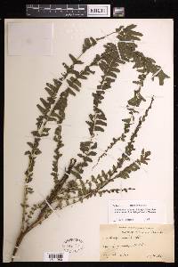 Lindsaea repens image