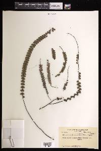 Lindsaea jamesonioides image