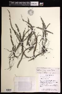 Lindsaea jamesonioides image