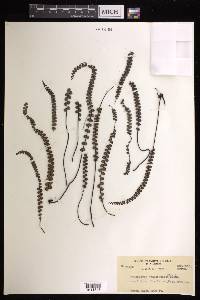 Lindsaea jamesonioides image