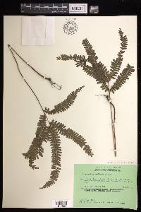 Lindsaea obtusa image
