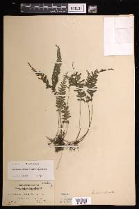 Lindsaea obtusa image