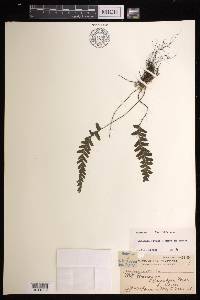 Lindsaea obtusa image