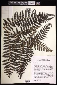 Cyathea geluensis image