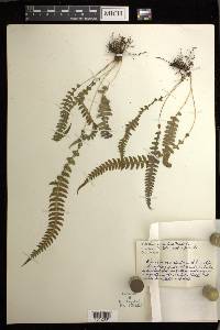 Blechnum polypodioides image