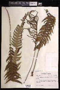 Austroblechnum jamaicense image