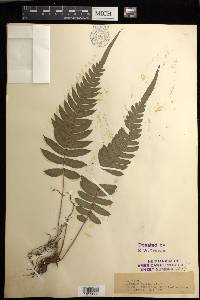 Blechnum occidentale image