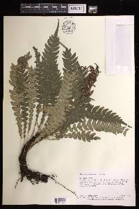 Austroblechnum lehmannii image