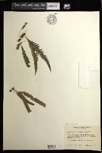 Blechnum polypodioides image