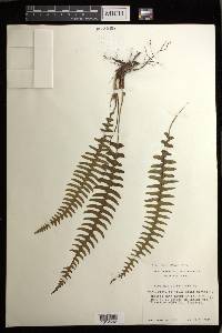 Blechnum polypodioides image