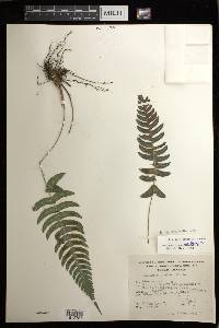 Blechnum appendiculatum image