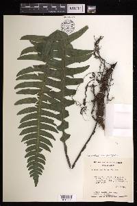 Austroblechnum divergens image