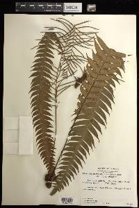 Blechnum polypodioides image