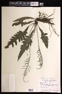 Austroblechnum divergens image