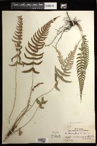 Blechnum appendiculatum image