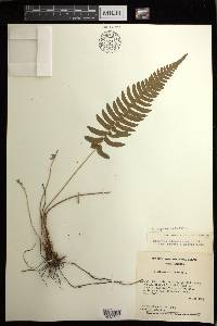 Blechnum appendiculatum image