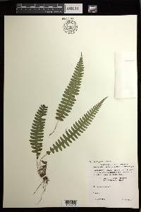 Blechnum polypodioides image