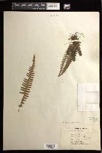 Blechnum polypodioides image