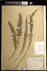 Blechnum polypodioides image