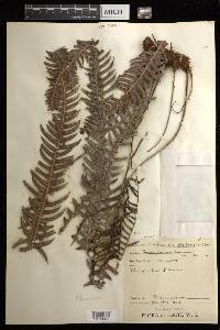 Blechnum polypodioides image