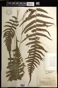 Blechnum occidentale image