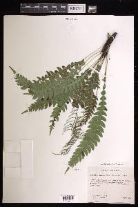 Austroblechnum lehmannii image