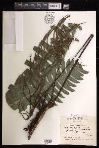 Austroblechnum wardiae image