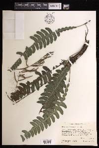 Austroblechnum lehmannii image