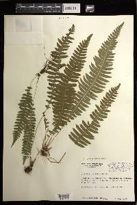 Blechnum polypodioides image