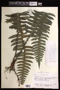 Austroblechnum divergens image