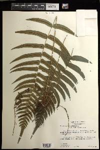 Blechnum occidentale image