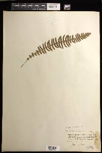 Blechnum polypodioides image