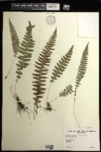 Blechnum polypodioides image