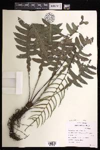 Austroblechnum divergens image