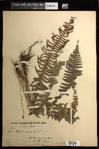 Blechnum auriculatum image