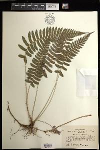 Blechnum occidentale image