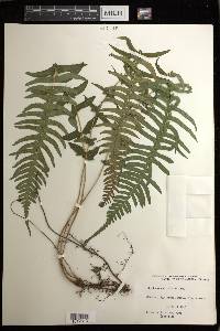 Blechnum auriculatum image