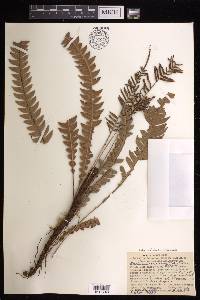 Austroblechnum lehmannii image