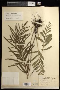 Tapeinidium pinnatum image