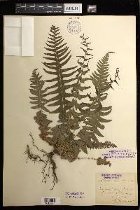 Blechnum auriculatum image