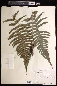 Blechnum occidentale image