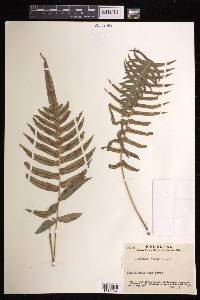 Blechnum occidentale image