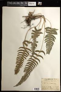 Blechnum occidentale image