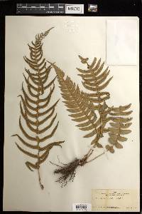 Blechnum occidentale image