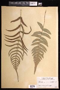 Blechnum occidentale image