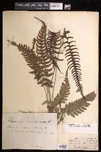 Blechnum occidentale image