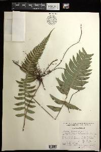 Blechnum occidentale image