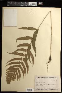 Blechnum occidentale image