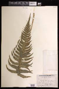 Blechnum occidentale image