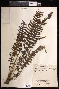 Blechnum occidentale image